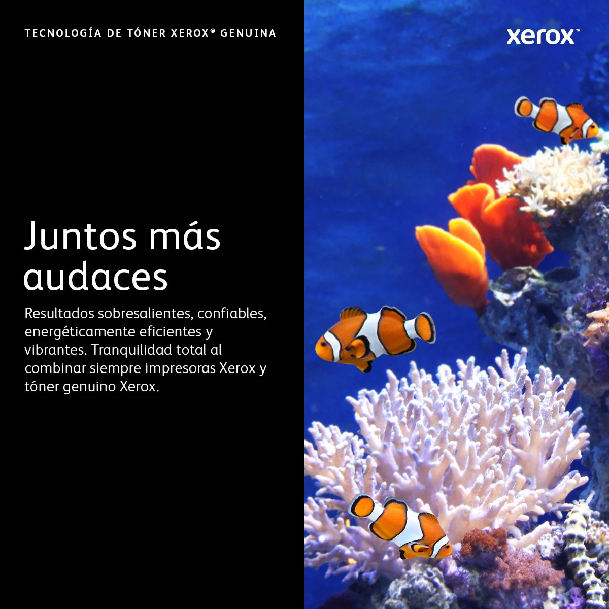 Imagen del producto 11